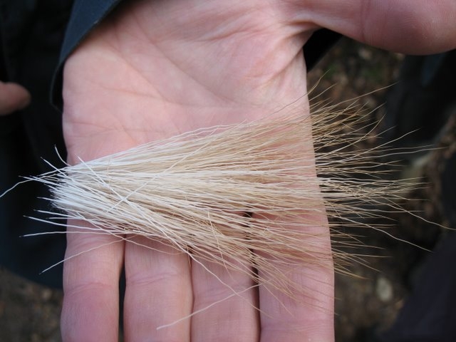 Poils de cervidés 2